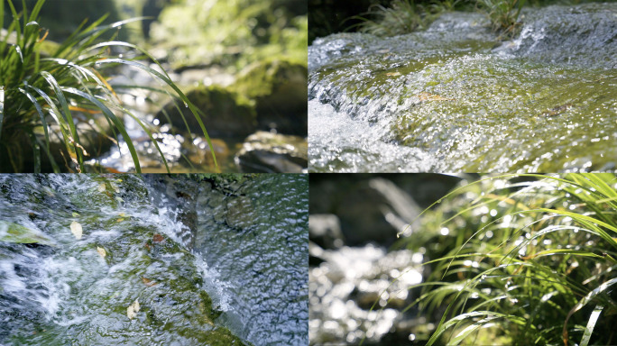 4K清澈山涧流水,水下小鱼游动,自然生态