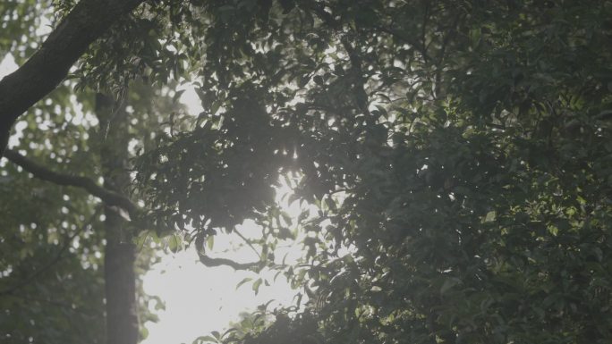 夏日太阳光树林绿树阳光透过树木