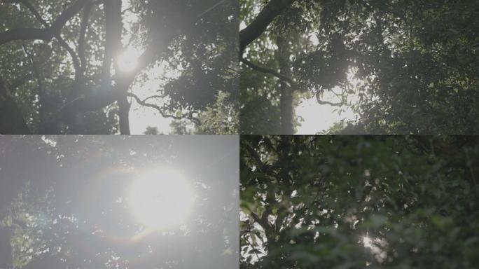 夏日太阳光树林绿树阳光透过树木
