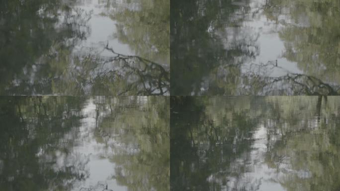 水水面湖面倒影树水中影镜面