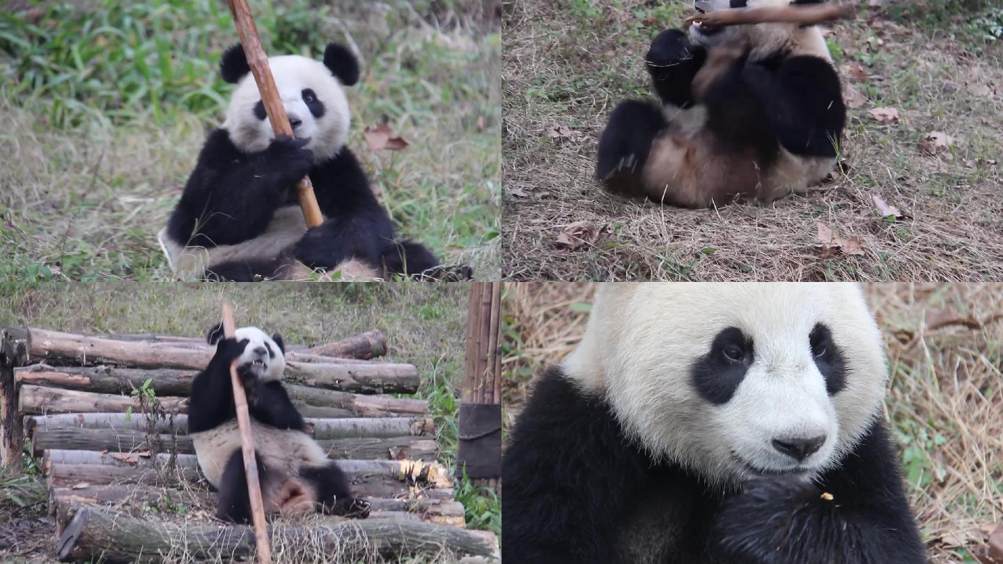 自嗨大熊猫园区打滚玩耍吃萝卜窝窝头