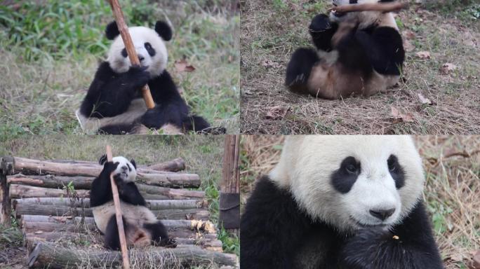 自嗨大熊猫园区打滚玩耍吃萝卜窝窝头