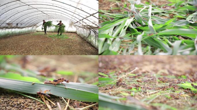 高清蝗虫蚂蚱养殖现代农业生态养殖