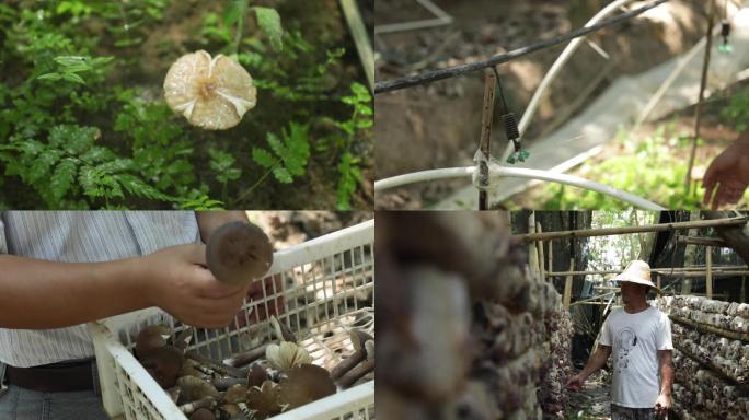 蘑菇鸡枞食用菌种植基地