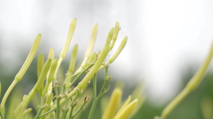 黄花菜