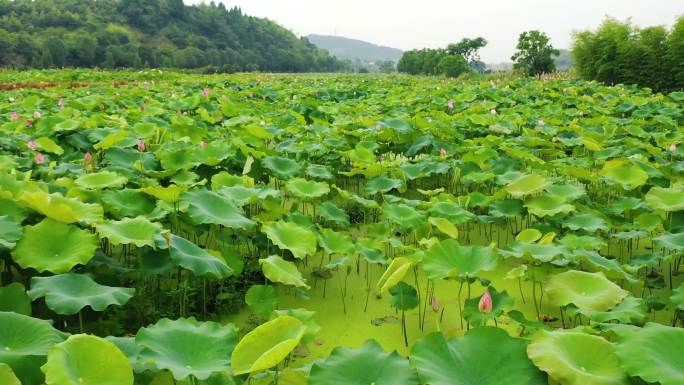 新叶古村池塘荷花航拍4K分辨率