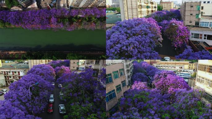 【2.7K】大美昆明蓝花楹，蓝花楹盛开