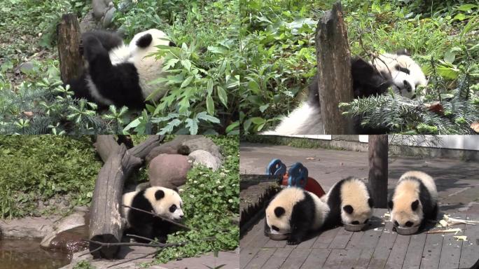 熊猫宝宝的一天