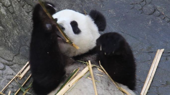 两只幼年熊猫童年一起玩耍