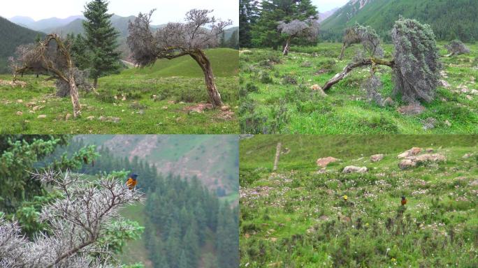 锦绣山川自然风森林灌木丛自然风景视频素材