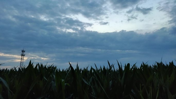 天空云流动夜晚傍晚玉米地