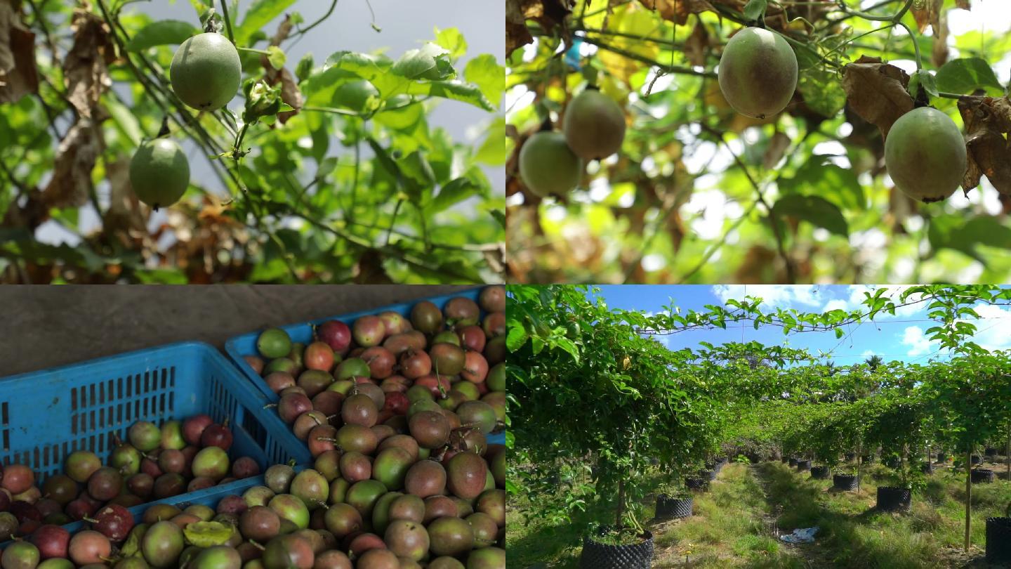 百香果种植基地采摘