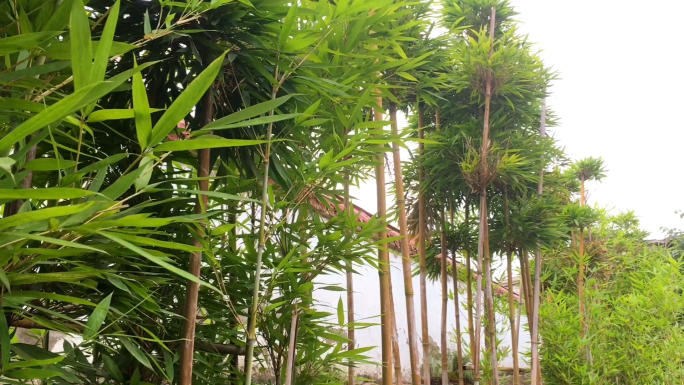 【植物实拍】夏季元素植物.竹子,蝴蝶