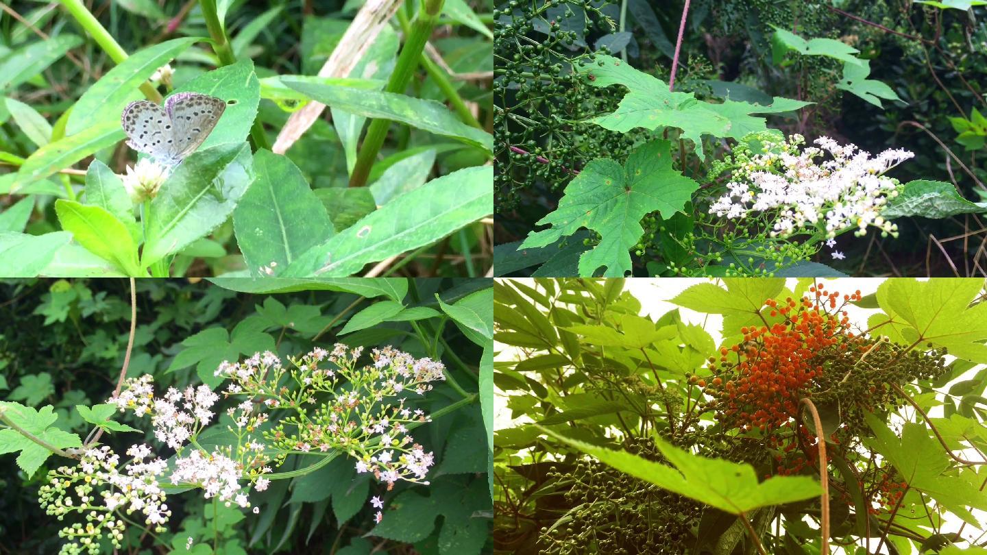 【植物实拍】夏季元素植物.竹子,蝴蝶