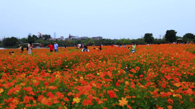 延时摄影广州海珠湖花海樱花