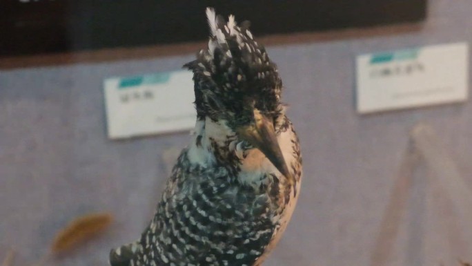 科普教育博物馆鸟类标本候鸟