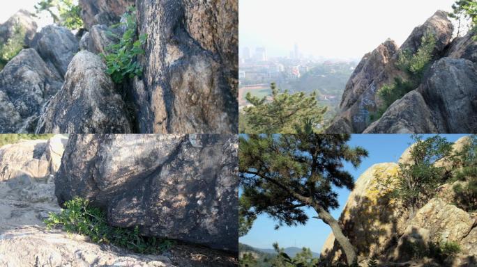 山上巨型岩石夹缝中生存的植物