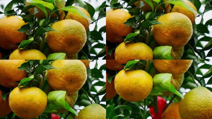 【4K】柑橘挂果，柑子特写，桔子，橘子