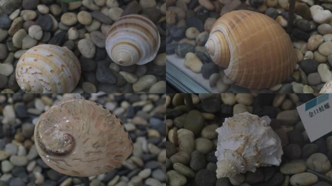 贝壳海螺甲壳动物海洋生物标本
