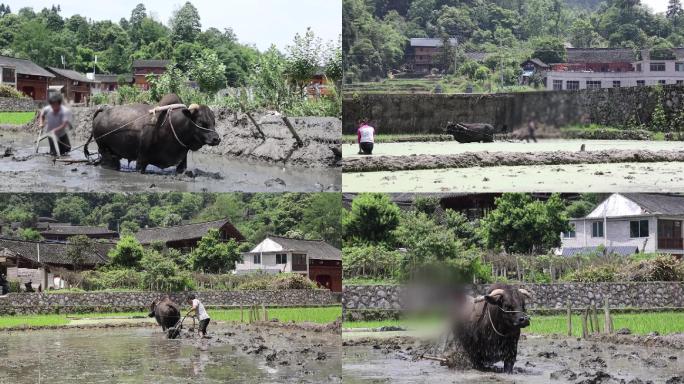 农村水牛耕田耕地老牛耕地高清劳作