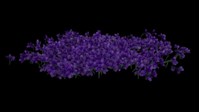 紫色花生长