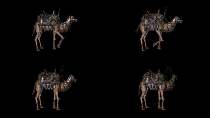 骆驼佩戴鞍蹬脚休息动画01