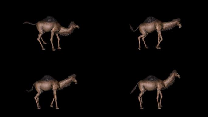 骆驼奔跑且停下动画01