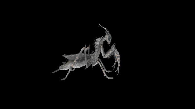 螳螂产卵动画01