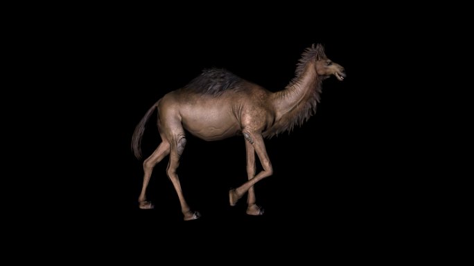 骆驼走路动画01