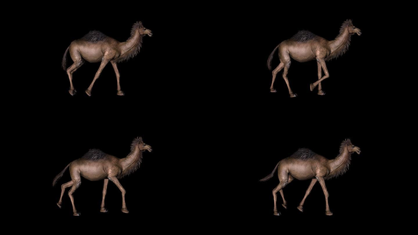 骆驼走路动画01