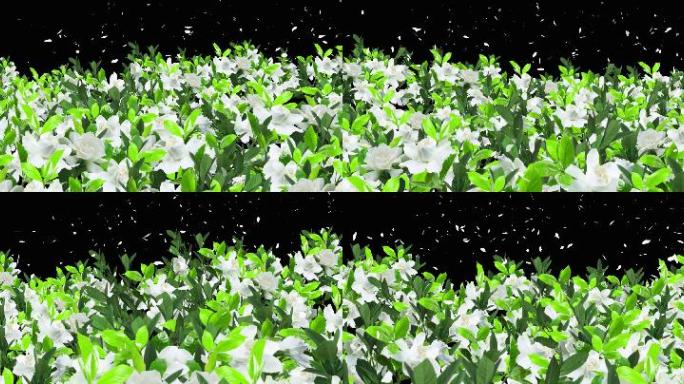 透明通道栀子花带花瓣飘序列图视频素材
