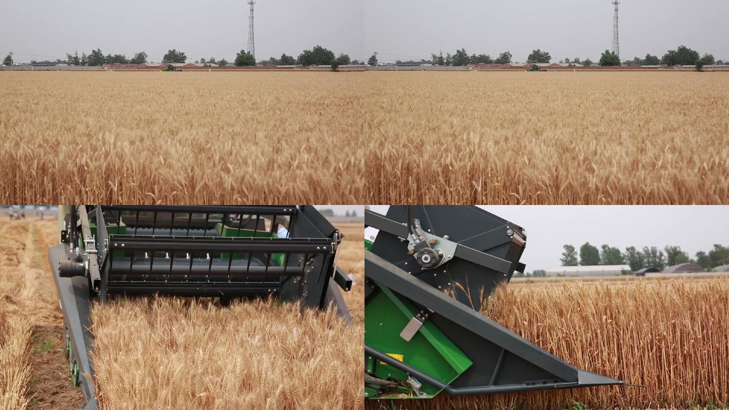 农业-小麦收割