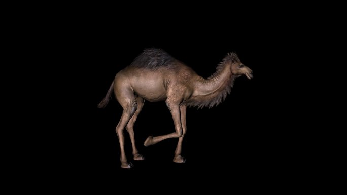 骆驼蹬脚休息动画01
