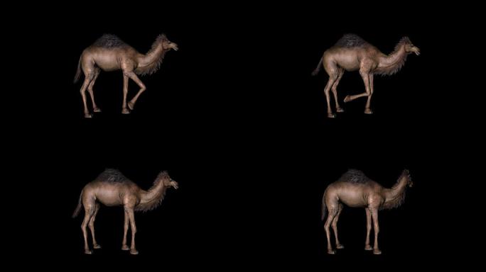 骆驼蹬脚休息动画01