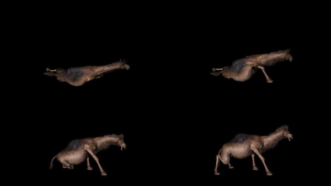 骆驼躺地上慢慢爬起动画01