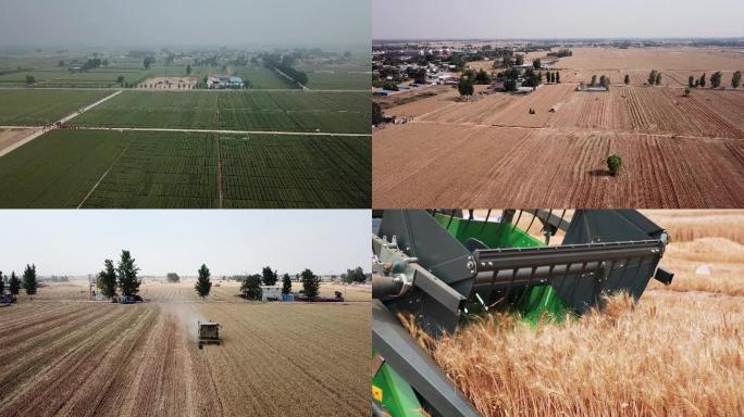 农业-小麦丰收-小麦收割-绿色小麦