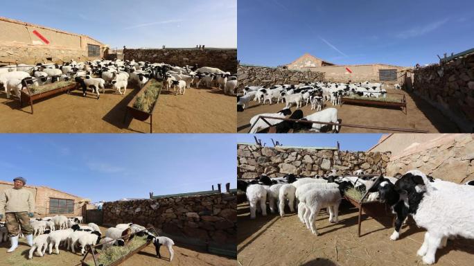 内蒙古牧区羊圈轨道拍摄