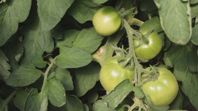 【4K原创】西红柿大棚蔬菜开花绿色果实