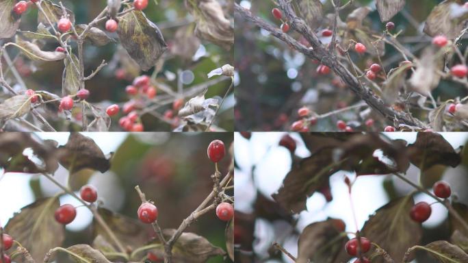 茱萸与重阳节