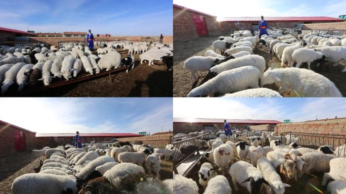 牧区牧民羊圈肉羊养殖投放饲料