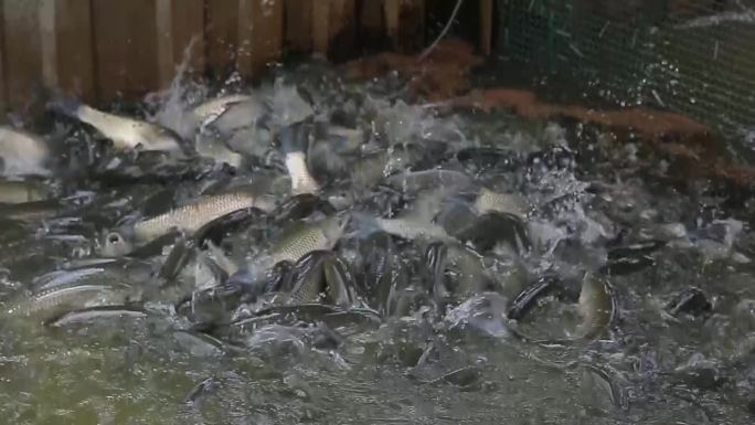 科学养鱼水产养殖基地鲩鱼草鱼