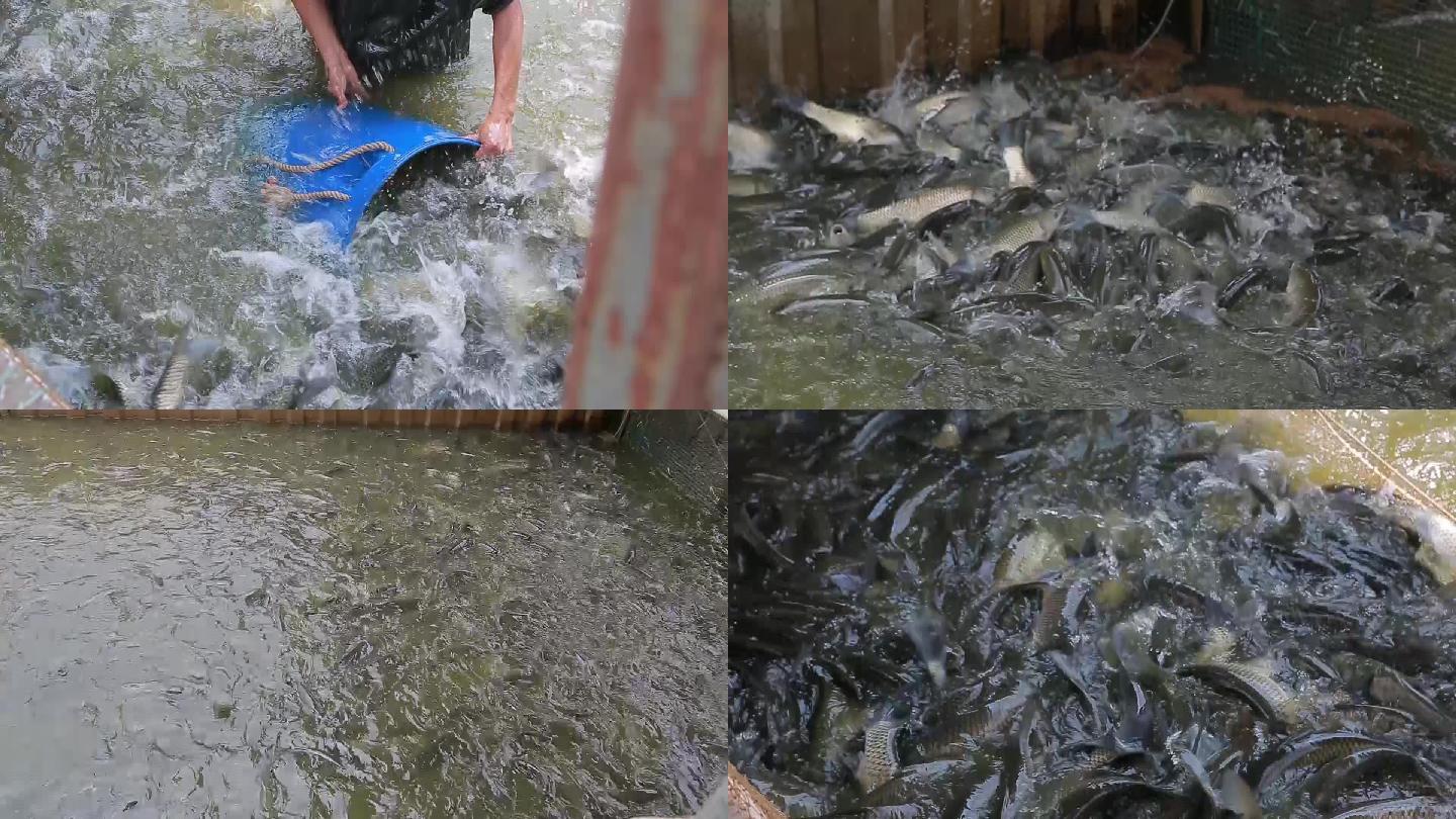 科学养鱼水产养殖基地鲩鱼草鱼