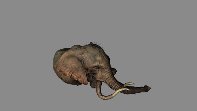 大象从躺着到爬起来动画02