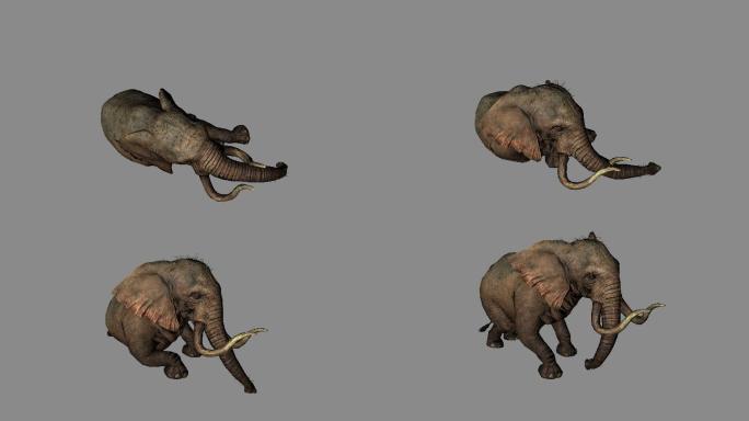 大象从躺着到爬起来动画02