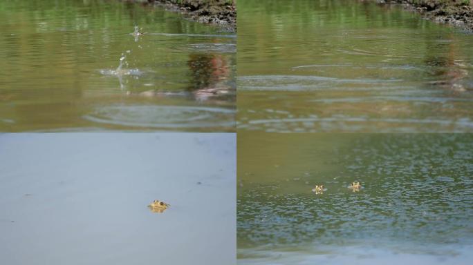 青蛙跳水