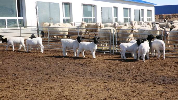 杜蒙肉羊养殖羊羔棚圈圈养