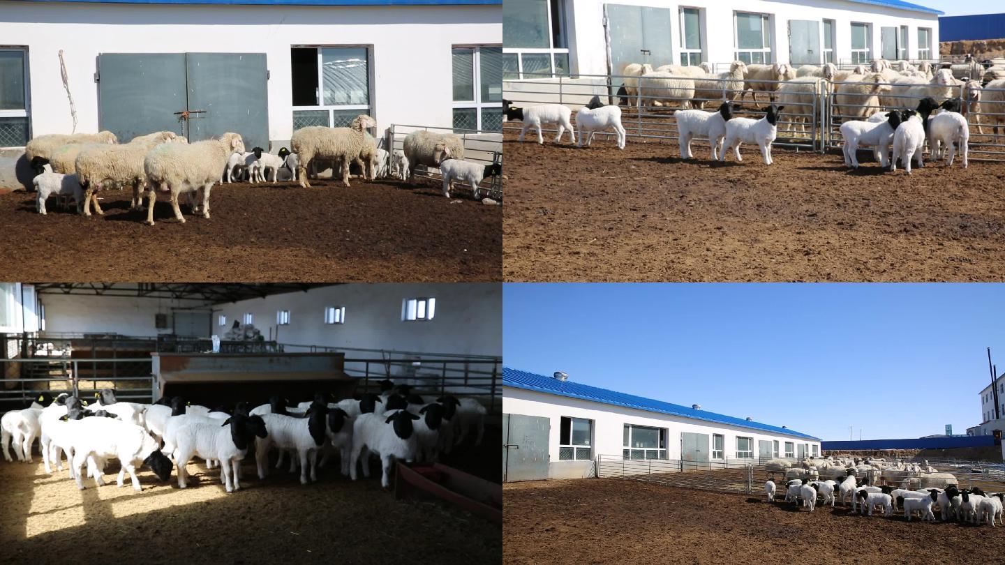 杜蒙肉羊养殖羊羔棚圈圈养
