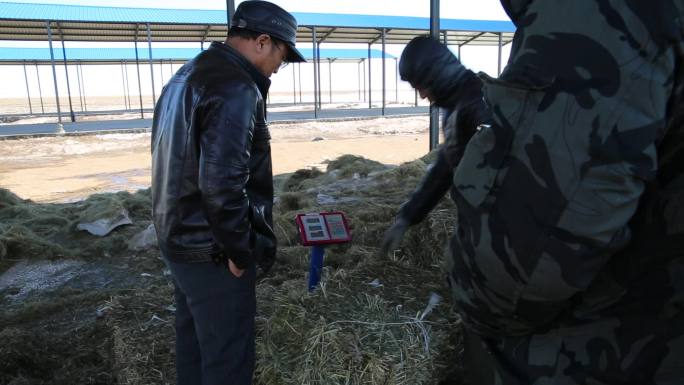 内蒙古牧区饲草料储备羔羊饲养