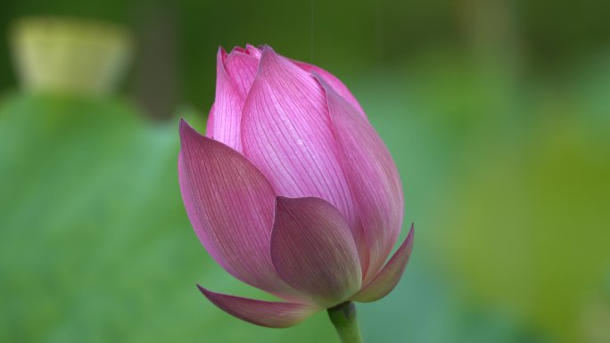 实拍雨中荷花素材，4K原始视频5