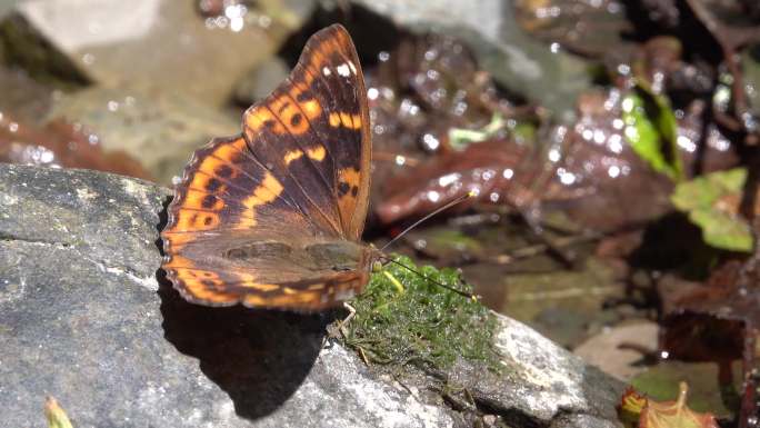 自然风景-生态自然篇-蝴蝶·席勒法尔特